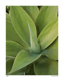 Agave