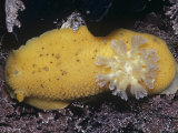 Monterey Dorid Nudibranch (Archidoris Montereyensis)  California  Usa  Pacific Ocean