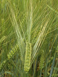 Barley Flowers (Hordeum Vulgare)