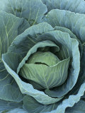 Cabbage  Brassica Oleracea