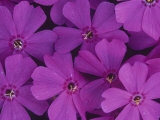 Creeping Phlox Flowers  Phlox Subulata