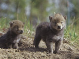 Coyote Pups at their Den Opening  Canis Latrans  North America