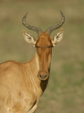 Head View of a Hartebeest  Alcelaphus  Tanzania  Africa