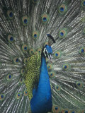 Male Peacock Displaying  Pavo Cristatus