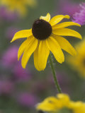 Black-Eyed Susan  Rudbeckia Hirta