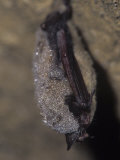 Little Brown Bat Hibernating in a Cave (Myotis Lucifigus)  North America