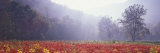 Meadow of Sumac Saplings in Autumn Color  Great Smoky Mountains National Park  North Carolina  USA