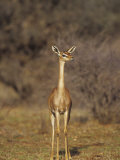 Doe Gerenuk (Litocranius Walleri)  Samburu  Kenya  Africa