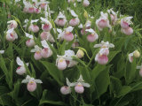 Showy Lady Slippers  Cypripedium Reginae  North America