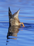 A Northern Shoveler Hen  Anas Clypeata  Diving in Water  North America