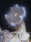 Plumose Anemone  Metridium Senile  Phylum Cnidaria  Class Anthozoa  Eastern Pacific Ocean