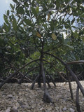 Red Mangrove Prop Roots (Rhizophora Mangle)  Florida  USA