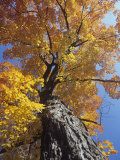 Sugar Maple in Fall Colors  Acer Saccharum  Eastern North America