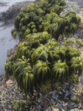 Sea Palms  Postelsia Palmaeformis  Brown Algae  on Intertidal Rocks  Pacific Coast of North America