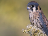American Kestrel (Falco Sparverius) Colorado  USA