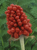 Seeds or Fruit of Jack-In-The-Pulpit (Arisaema Stewardsonii)