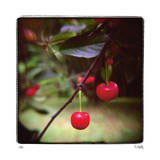 Jacquie’s Cherries