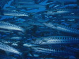 School of Chevron Barracuda  Sphyraena Genie
