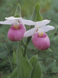 Showy Lady Slipper  Cypripedium Reginae  Orchidaceae  North America