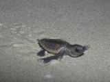 Recently Hatched Loggerhead Sea Turtle (Caretta Caretta) Crawling to the Sea from its Nesting Site