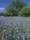 Meadow of Paintbrush and Texas Bluebonnet Spring Wildflowers  Hill Country  Texas  USA