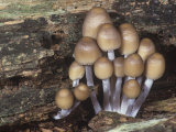 Mushrooms  Psathyrella Hydrophila  Growing on a Decaying Log  North America