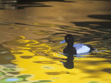 Male Lesser Scaup Duck Swimming in Water with Fall Color Reflections  Aythya Affinis  North America