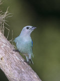 Blue-Gray Tanager (Thraupis Episcopus)  Venezuela  South America