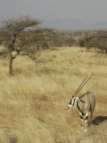 Oryx in its Savanna Habitat  Oryx Beisa  Samburu  Kenya  Africa