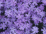 Moss Pink or Creeping Phlox Flowers  Phlox Subulata