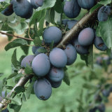 Deep Purple Ripe Plums (Prunus Domestica) on the Tree in New York  USA