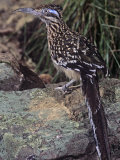 Greater Roadrunner  Geococcyx Californianus  Southwestern USA