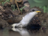 Yellow-Billed Cuckoo Drinking (Coccyzus Americanus)  North America