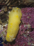 Salted Dorid Nudibranch  Dendrodoris Albopunctata  California  Usa  Pacific Ocean