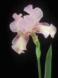 Tall Bearded Queen Calico (Iris Germanica) Flower