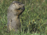 Woodchuck or Groundhog  Marmota Monax  Eating  North America