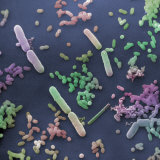 Bacteria from Polluted Storm Water
