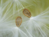 Milkweed  Asclepias  Seeds Being Dispersed by the Wind  North America