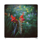 Crocosmia