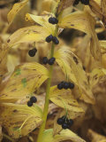 Solomon's Seal Berries in the Fall  Polygonatum Canaliculatum  North America