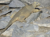 Santa Fe Galapagos Land Iguana  Conolophus Pallidus  Santa Fe Island  Galapagos Islands