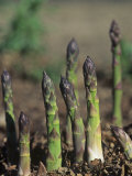 Young Asparagus Plants Growing  Asparagus Officinalis