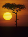 Twilight on the East African Savanna with a Flat-Topped Acacia