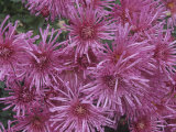 Ornamental Chrysanthemum Flowers