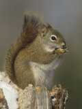 A Red Squirrel Eating Seeds  Tamiasciurus Hudsonicus  Eastern North America