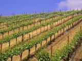 Vineyard  Sonoma Valley  California  USA