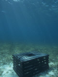 Commercial Lobster Trap for the Caribbean Spiny Lobster (Panulinus Argus) Florida  USA