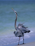 Great Blue Heron Threat Display  Ardea Herodias  North America