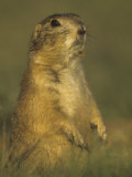 Black-Tailed Prairie Dog Sitting in its Grassland Habitat  Cynomys Ludovicianus  Western USA