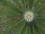 Needles and Terminal Buds of the Longleaf Pine  Pinus Palustris  Southeastern USA